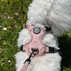 Ollipet For Wagging Tails | Adventure Hundesele 2.0