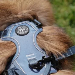 Ollipet For Wagging Tails | Adventure Hundesele 2.0
