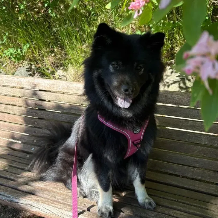 Ollipet For Wagging Tails | Adventure Hundesele 2.0