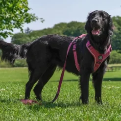 Ollipet For Wagging Tails | Adventure Hundesele 2.0