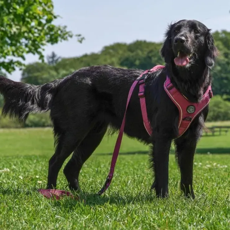 Ollipet For Wagging Tails | Adventure Hundesele 2.0