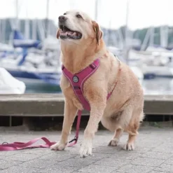Ollipet For Wagging Tails | Adventure Hundesele 2.0