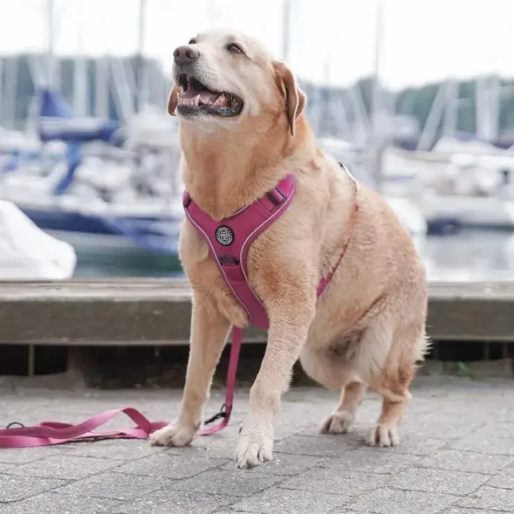 Ollipet For Wagging Tails | Adventure Hundesele 2.0