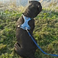 Ollipet For Wagging Tails | Adventure Hundesele 2.0