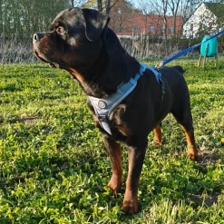 Ollipet For Wagging Tails | Adventure Hundesele 2.0