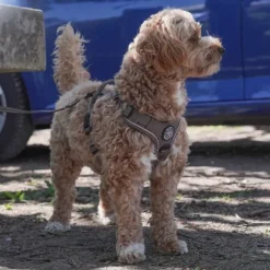 Ollipet For Wagging Tails | Adventure Hundesele 2.0