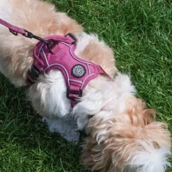 Ollipet For Wagging Tails | Adventure Hundesele 2.0