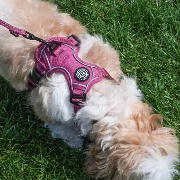 Ollipet For Wagging Tails | Adventure Hundesele 2.0