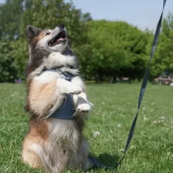 Ollipet For Wagging Tails | Adventure Hundesele 2.0