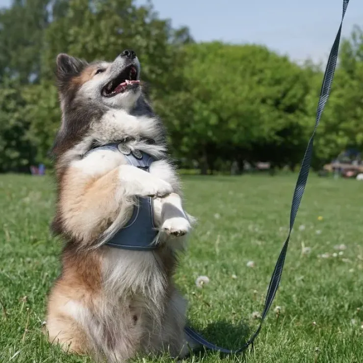 Ollipet For Wagging Tails | Adventure Hundesele 2.0