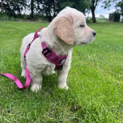 Ollipet For Wagging Tails | Airflex hundesele