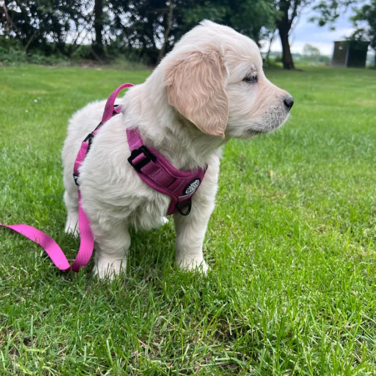 Ollipet For Wagging Tails | Airflex hundesele