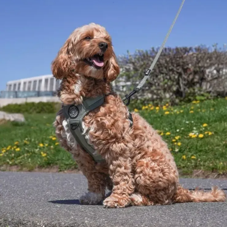Ollipet For Wagging Tails | Airflex hundesele