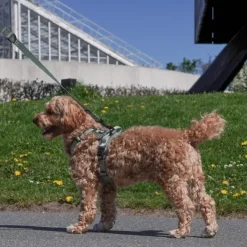 Ollipet For Wagging Tails | Airflex hundesele