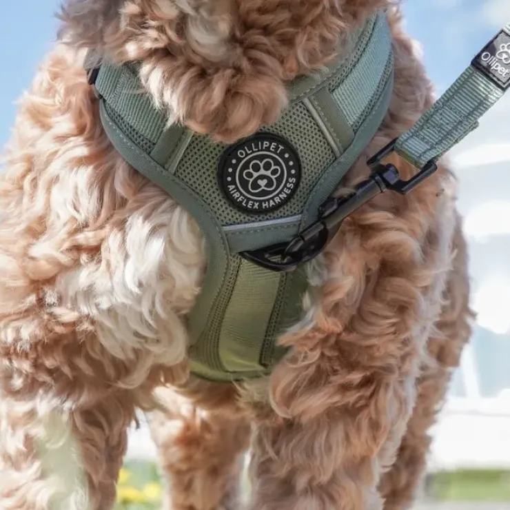 Ollipet For Wagging Tails | Airflex hundesele
