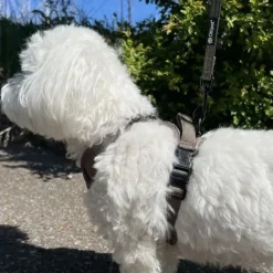 Ollipet For Wagging Tails | Airflex hundesele