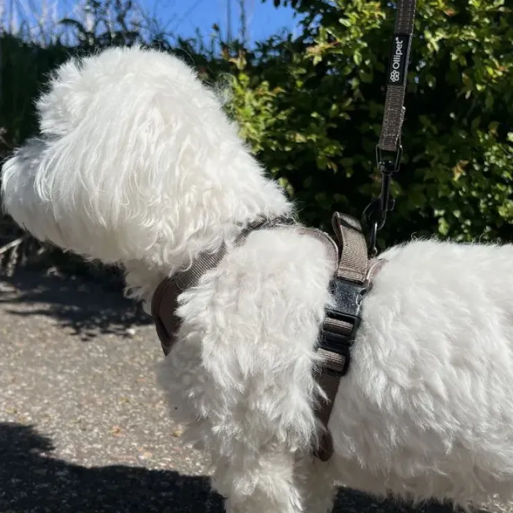 Ollipet For Wagging Tails | Airflex hundesele