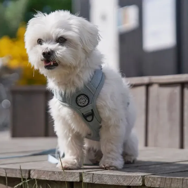 Ollipet For Wagging Tails | Airflex hundesele