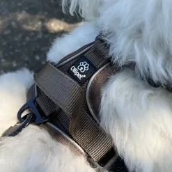 Ollipet For Wagging Tails | Airflex hundesele