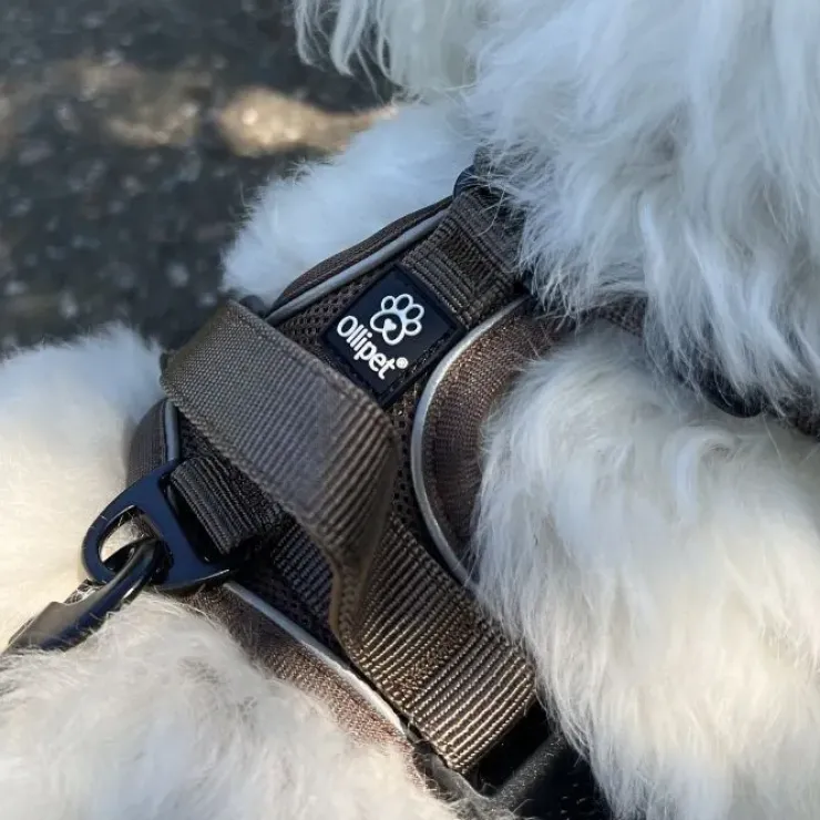 Ollipet For Wagging Tails | Airflex hundesele