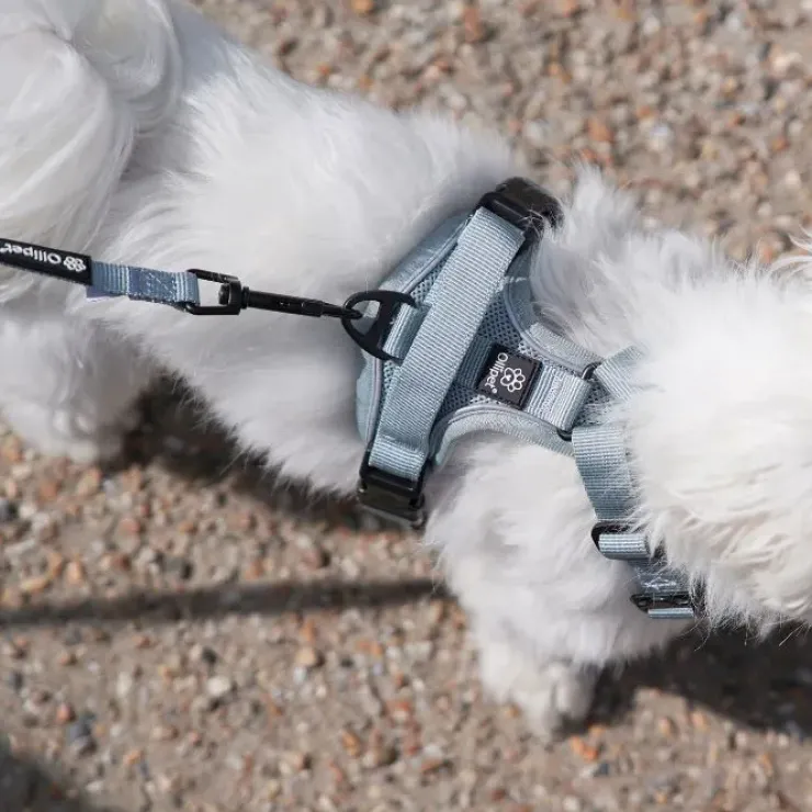 Ollipet For Wagging Tails | Airflex hundesele