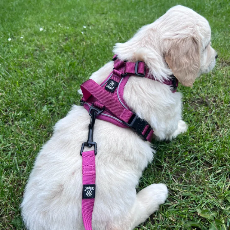 Ollipet For Wagging Tails | Airflex hundesele
