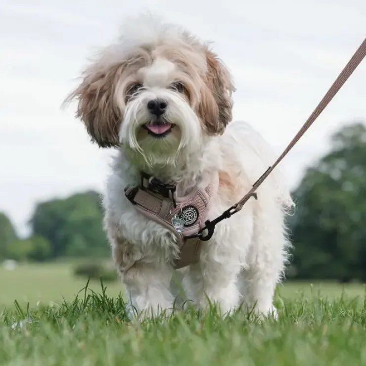 Ollipet For Wagging Tails | Airflex hundesele