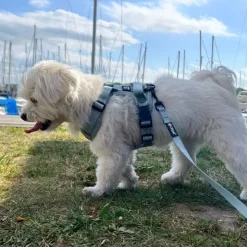 Ollipet For Wagging Tails | Airflex hundesele
