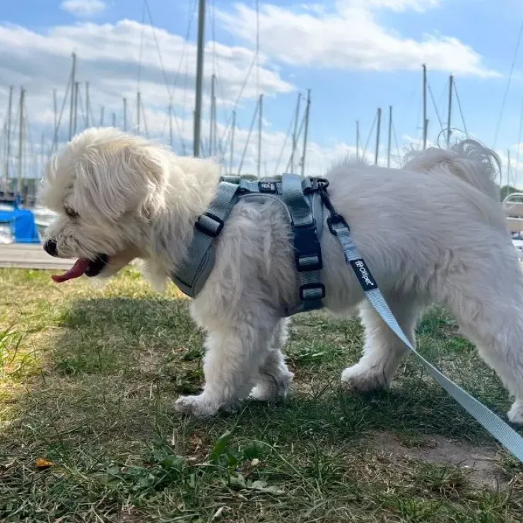 Ollipet For Wagging Tails | Airflex hundesele