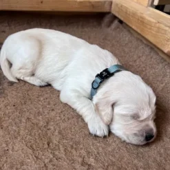 Ollipet For Wagging Tails | Halsbånd