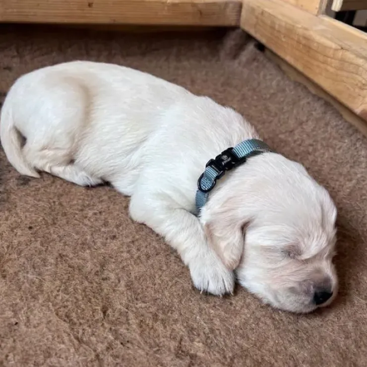 Ollipet For Wagging Tails | Halsbånd