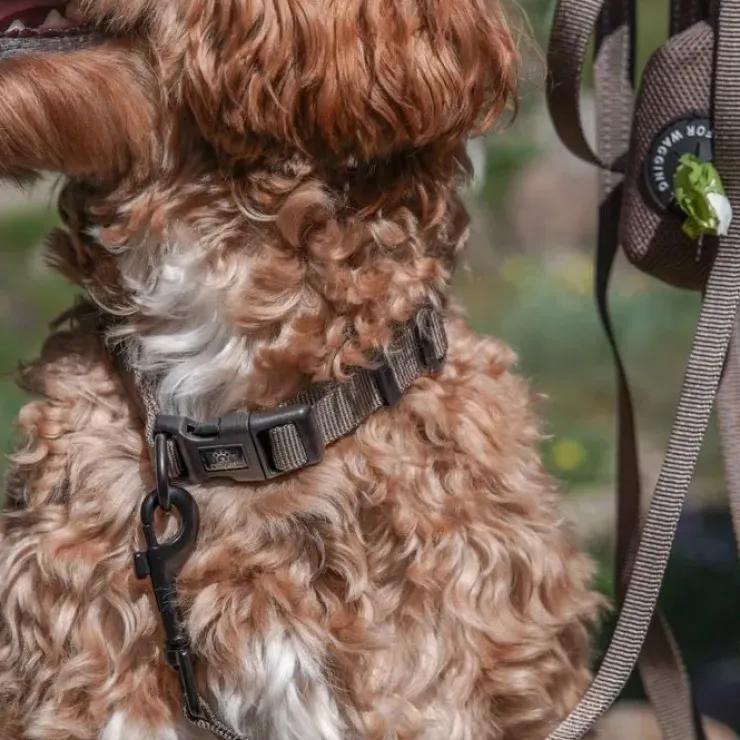 Ollipet For Wagging Tails | Halsbånd