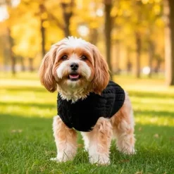 Ollipet for Wagging Tails | Hundesweater