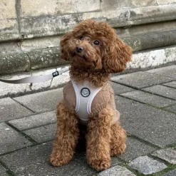 Ollipet for Wagging Tails | Hundesweater