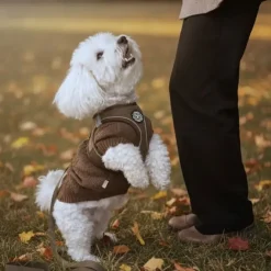 Ollipet for Wagging Tails | Hundesweater
