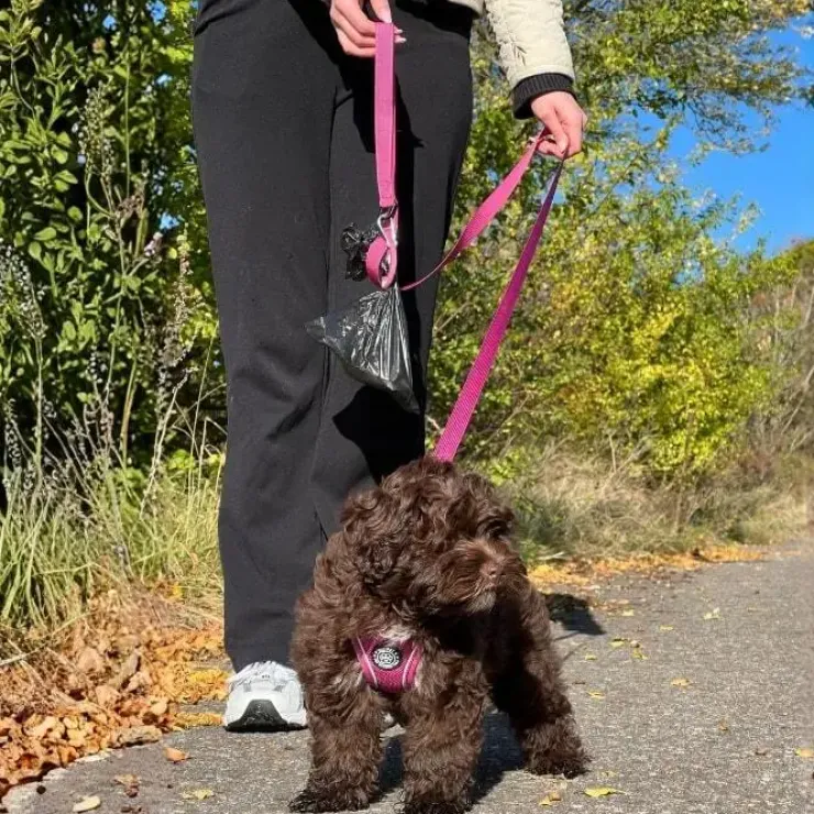 Ollipet For Wagging Tails | Hundesnor