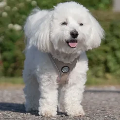 Ollipet For Wagging Tails | Step in Sele