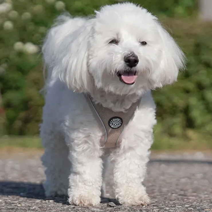 Ollipet For Wagging Tails | Step in Sele