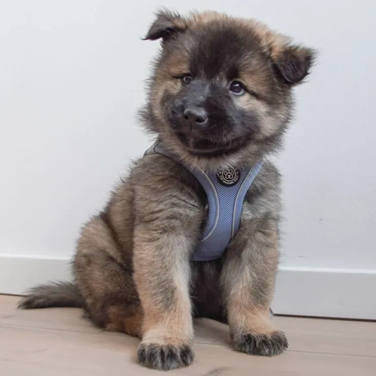 Ollipet For Wagging Tails | Step in Sele
