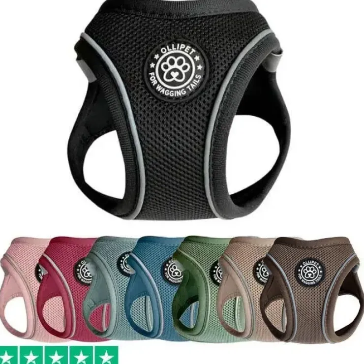 Ollipet For Wagging Tails | Step in Sele