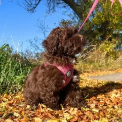Ollipet For Wagging Tails | Step in Sele