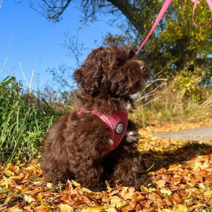 Ollipet For Wagging Tails | Step in Sele