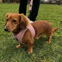 Ollipet For Wagging Tails | Step in Sele