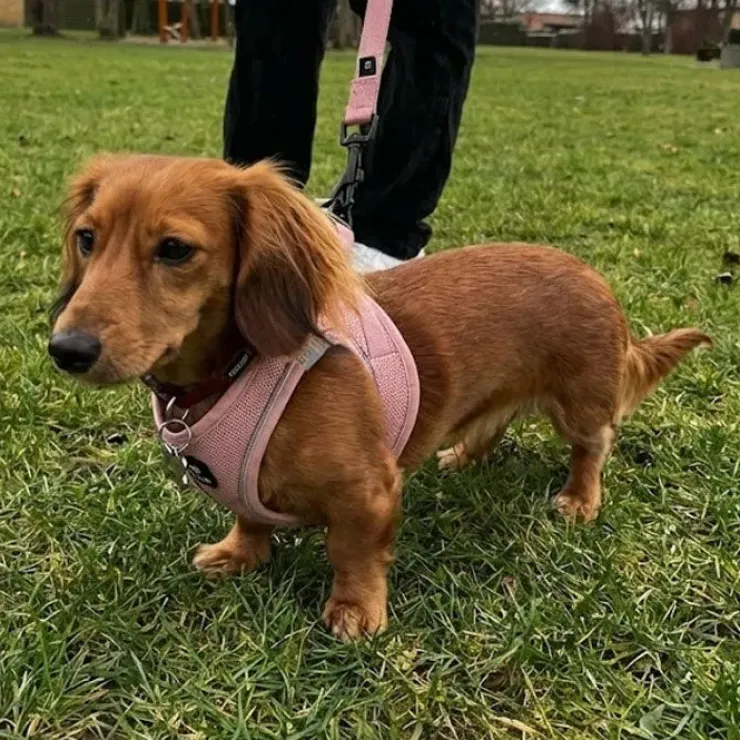 Ollipet For Wagging Tails | Step in Sele
