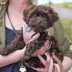 Ollipet For Wagging Tails | Step in Sele