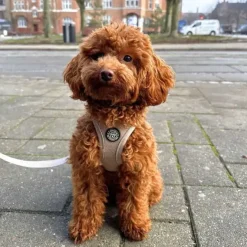 Ollipet For Wagging Tails | Step in Sele