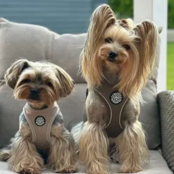 Ollipet For Wagging Tails | Step in Sele