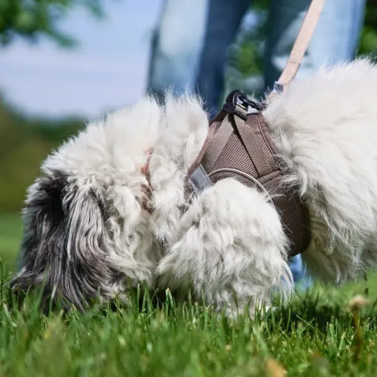Ollipet For Wagging Tails | Step in Sele