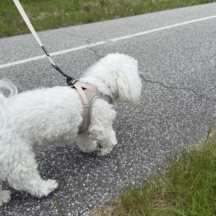 Ollipet For Wagging Tails | Step in Sele
