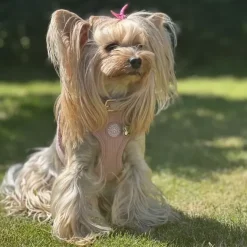 Ollipet For Wagging Tails | Velluto step-in sele